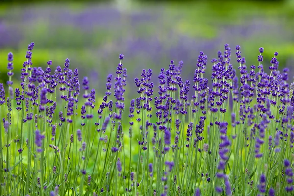 Jardins avec la lavande florissante dans les châteaux de la vallée de la Loire — Photo