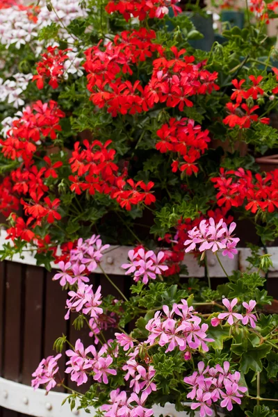 赤い庭のゼラニウムの花 — ストック写真