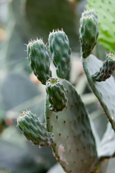 Beau cactus dans le jardin — Photo