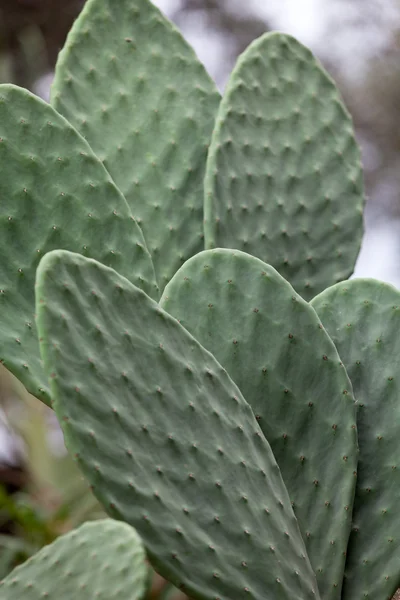 Schöner Kaktus im Garten — Stockfoto
