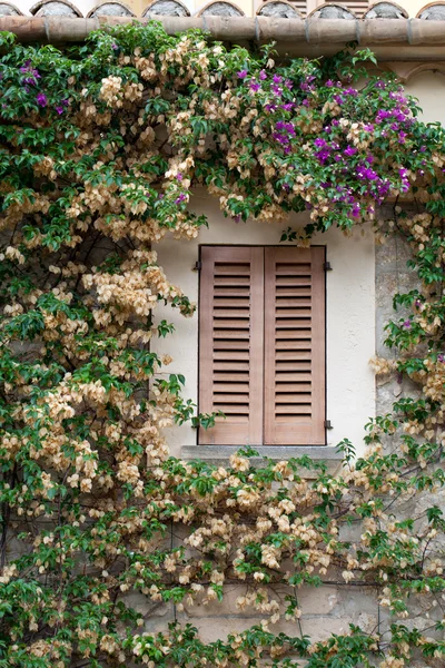 Uzavřené okno lemované květinami — Stock fotografie