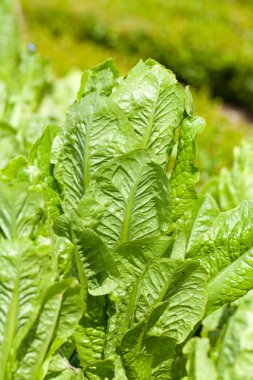 alanı satır içinde büyüyen yeşil frisee marul