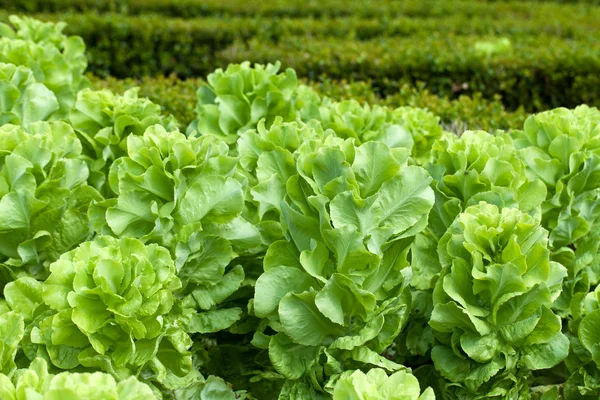 Feld von grünem Friseursalat wächst in Reihen — Stockfoto