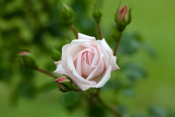 Pink rose az ágon, a kertben — Stock Fotó