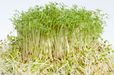 taze Yonca filizi ve tere beyaz zemin üzerine