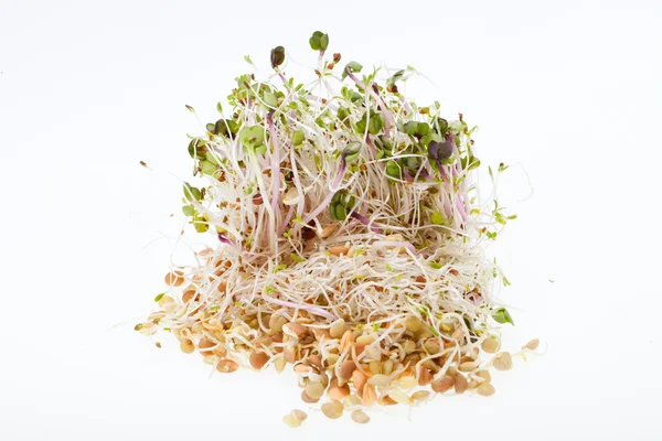 건강에 좋은 식사. 흰 배경에 분리 된 싱싱 한 싹들 — 스톡 사진