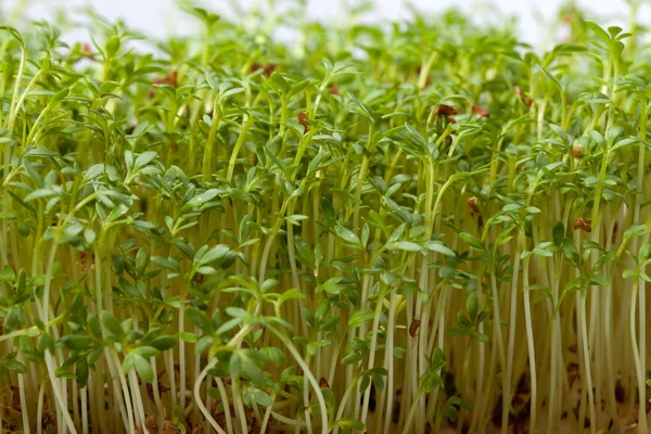 Cress seedlings isolated on white background — Stock Photo, Image