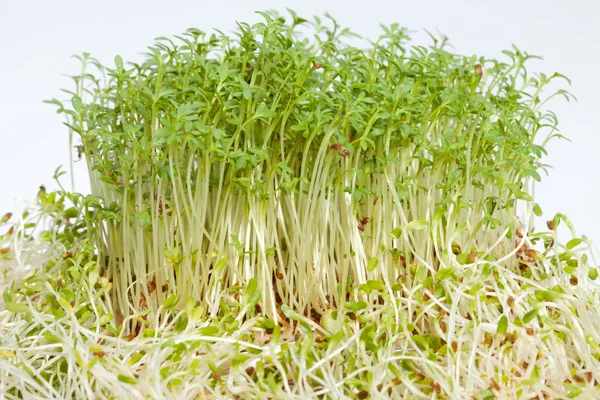 Brotes frescos de alfalfa y berros sobre fondo blanco —  Fotos de Stock