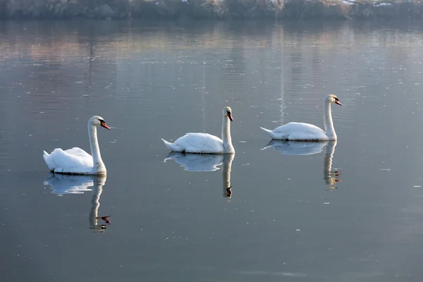 Belos cisnes brancos flutuando na água — Fotografia de Stock