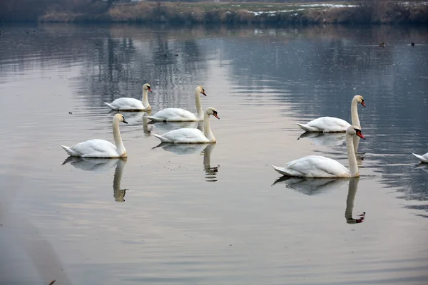 Bellissimi cigni bianchi galleggianti sull'acqua — Foto Stock