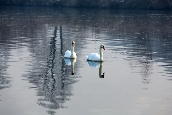 Schöne weiße Schwäne treiben auf dem Wasser — Stockfoto