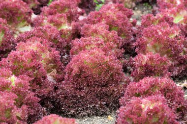 Villandry Şatosu 'ndaki mutfak bahçesi. Loire Vadisi, Fransa