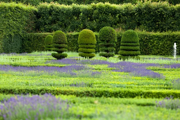 Gärten mit dem blühenden Lavendel auf Schlössern im Tal der Loire — Stockfoto