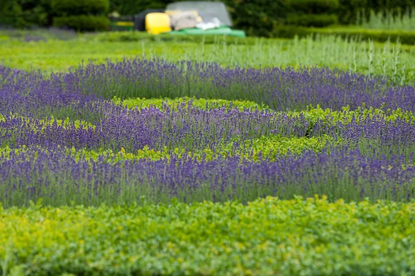 Jardines con la floreciente lavanda en castillos en el valle del Loira — Foto de Stock