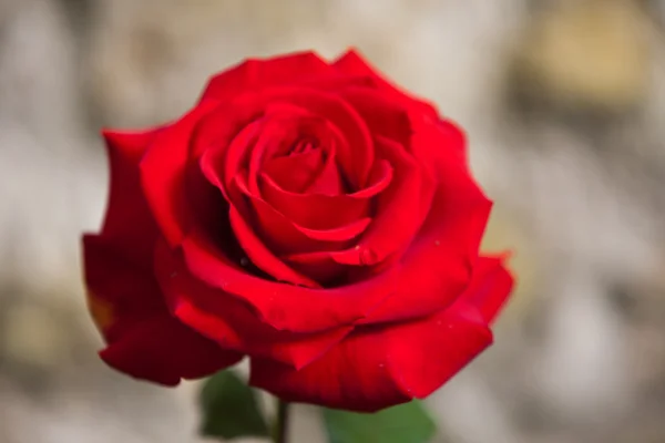 Красная роза на ветке в саду — стоковое фото