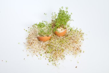 Taze Alfalfa Filizleri ve Paskalya Yumurtası