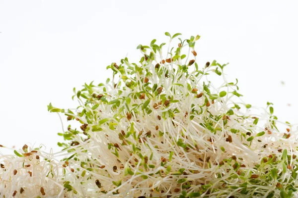 La dieta sana. Germogli freschi isolati su sfondo bianco — Foto Stock