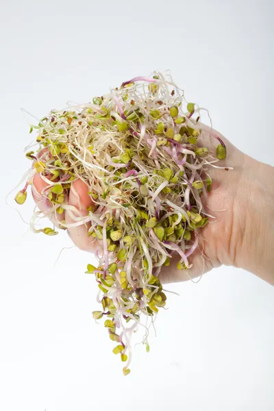 Brotes frescos de alfalfa aislados sobre fondo blanco — Foto de Stock