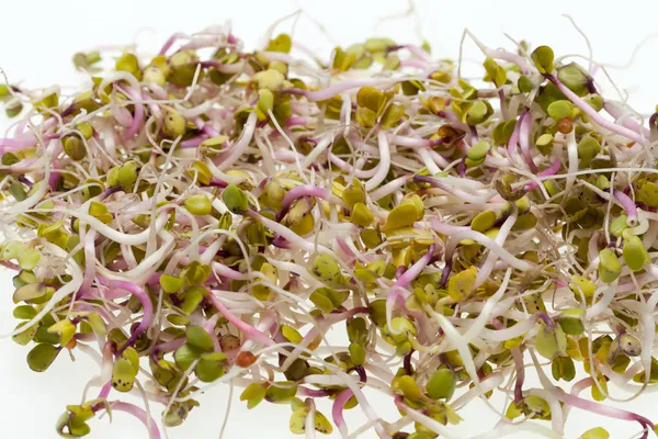 La dieta saludable. Brotes frescos aislados sobre fondo blanco — Foto de Stock