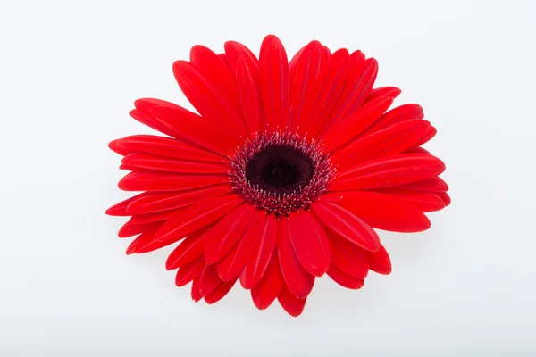 Flor de margarida gerbera vermelha — Fotografia de Stock