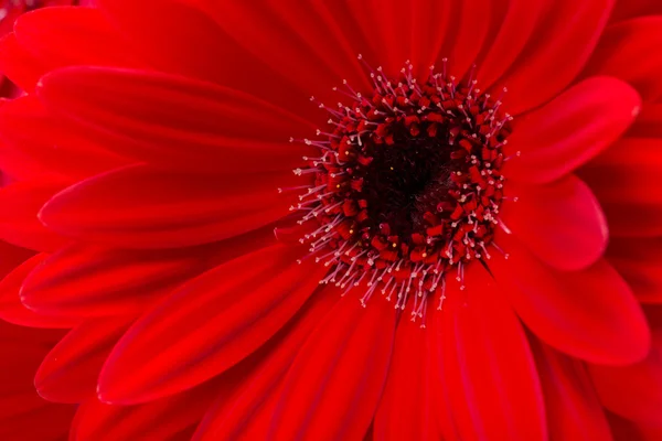 红天琴座雏菊花 — 图库照片