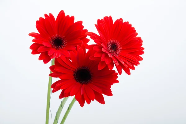 Röd gerbera tusensköna — Stockfoto