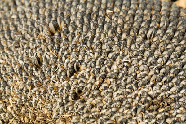 Fechar as sementes de girassol — Fotografia de Stock