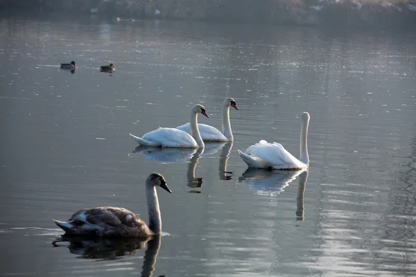 Hermosos cisnes blancos flotando en el agua —  Fotos de Stock