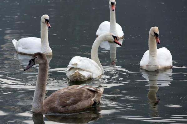 Hermosos cisnes blancos flotando en el agua — Foto de Stock