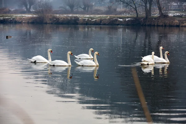 Hermosos cisnes blancos flotando en el agua — Foto de Stock