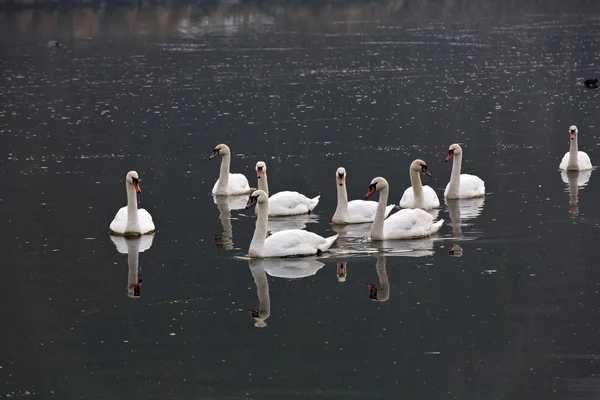 Bellissimi cigni bianchi galleggianti sull'acqua — Foto Stock