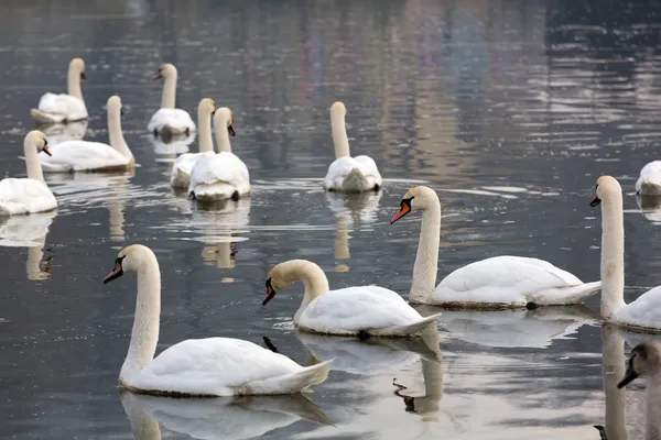 Belos cisnes brancos flutuando na água — Fotografia de Stock