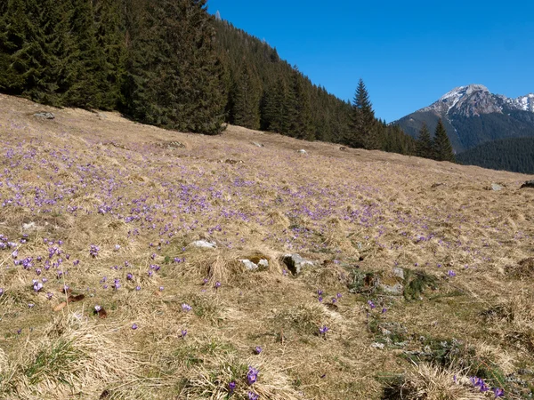 Spring landscape with flowers of crocus in the mountains. — Stock Photo, Image