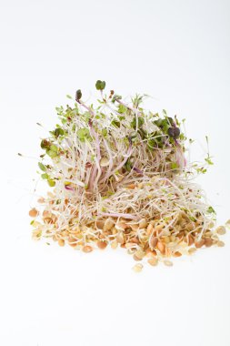 Sağlıklı beslenme. Beyaz arkaplanda taze filizler izole edildi