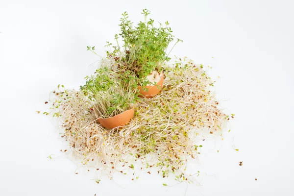 Germes de luzerne frais et oeufs de Pâques de printemps — Photo