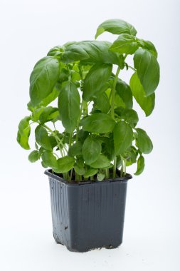 Beyaz arkaplanda taze fesleğen yaprakları