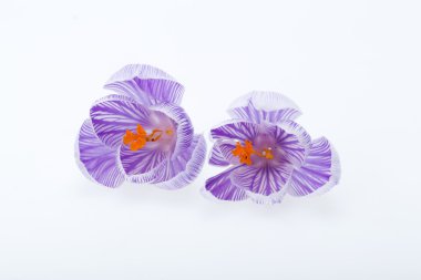 yakın çekim üzerinde beyaz izole mavi ve beyaz Çiğdem çiçek