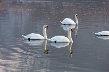 Suda yüzen güzel beyaz kuğular