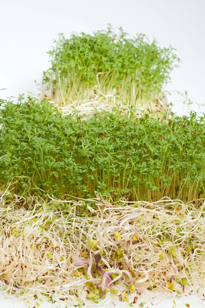 Fresh alfalfa sprouts and cress on white background — Stock Photo, Image