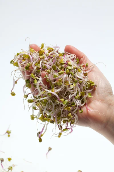 Une alimentation saine. Germes frais isolés sur fond blanc — Photo