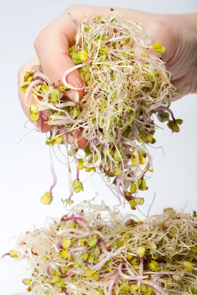 健康的な食事だ。白い背景に隔離された新鮮な芽 — ストック写真