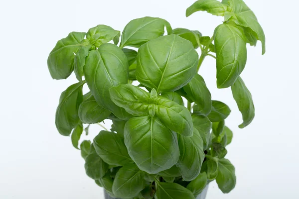 Fresh basil leaves isolated on white background — Stock Photo, Image