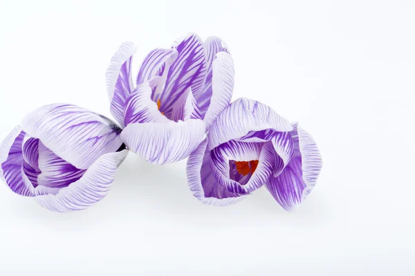 Close-up de flores de croco azul e branco isoladas em branco — Fotografia de Stock