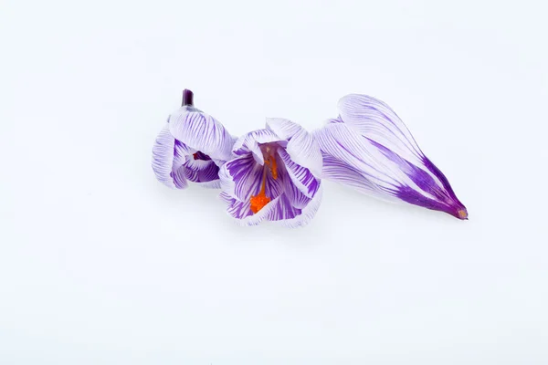 Close-up of blue and white crocus flowers isolated on white — Stock Photo, Image