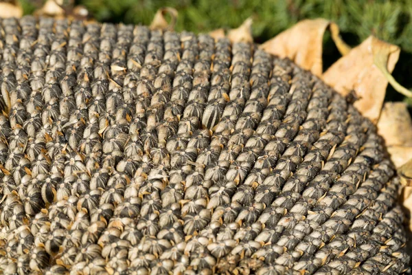 Closeup of sunflower seeds — Stock Photo, Image