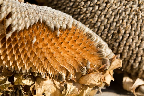 Close-up van zonnebloempitten — Stockfoto