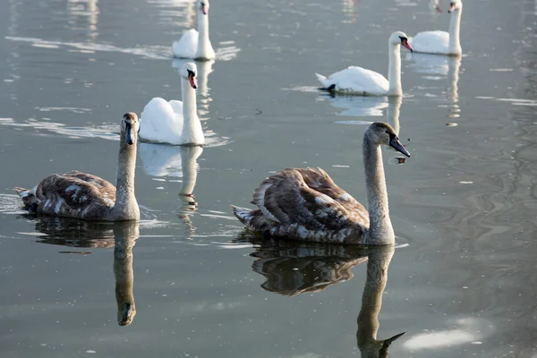 Belos cisnes brancos flutuando na água — Fotografia de Stock