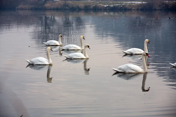 Bellissimi cigni bianchi galleggianti sull'acqua — Foto Stock