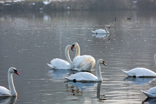 Belos cisnes brancos flutuando na água — Fotografia de Stock