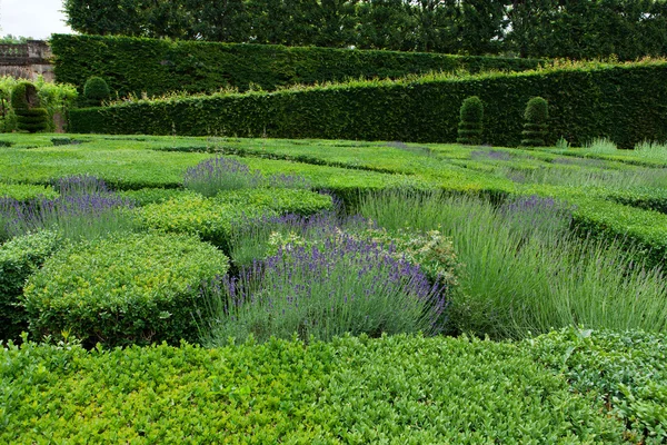 与兴盛熏衣草在花园卢瓦河谷的城堡 — 图库照片